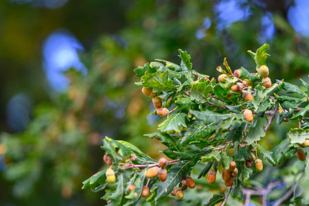 CloseUp of Acorns and Leaves from an Oak Tree, showcasing Natures Beauty and Diversity