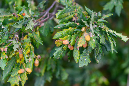 A stunning display of vibrant foliage adorned with acorns gracefully clinging to a branchの写真素材