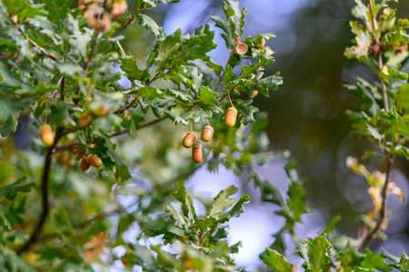 Acorns and Leaves Found on a Beautiful Oak Tree in the Heart of Autumns Splendorの写真素材
