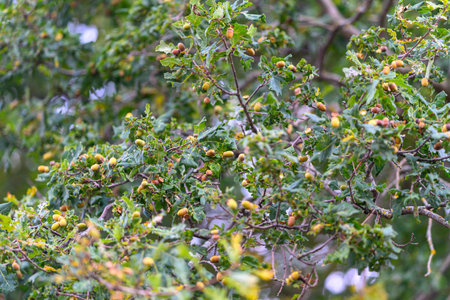 Lush Greenery Abounding with Acorns on Oak Tree Branches in the Heart of Natures Beauty