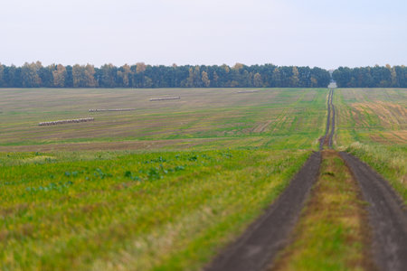 A Serene Dirt Road Meanders Through Expansive Green Fields, Inviting Peace and Quietの写真素材