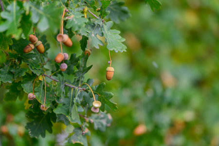 A closeup view of acorns accompanied by leaves on a thriving oak tree in natureの写真素材