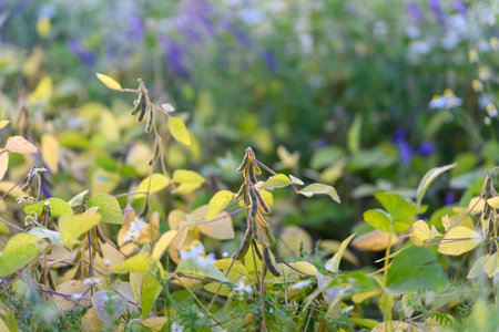 Sustainable landscape margin with blooming plants and ecological diversity, Environmentally conscious border featuring colorful flowers and variety of vegetation typesの写真素材