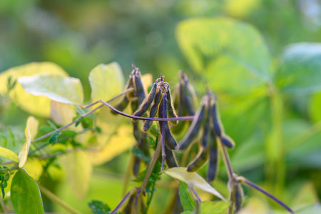 Mature soy pods in rural setting, Dried soy beans with autumnal field backdrop, Closeup of drying...