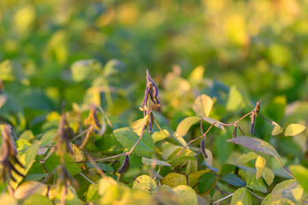 Bright dawn over crops, Serene sunrise casting golden glow on expansive soybean plantation, Peaceful farm scene with dense soybean foliage bathed in early morning lightの写真素材