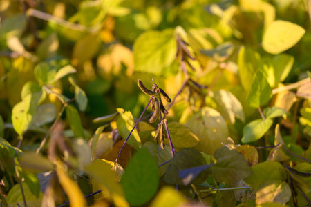 Golden dusk harvest, Warm backlight highlights mature legumes among yellow leaves, Fields of glowing...