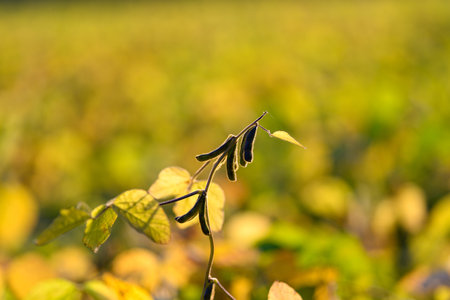 Sharp macro of dewcovered plant, Detailed macro image emphasizing plant stem texture, Precise macro...