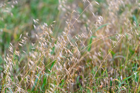Golden Grasses in Soft Focus, showcasing natures beauty and serene landscapes in soft light