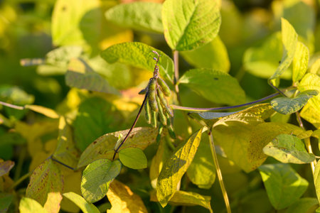 Textured soybean canopy with shaded pods, layered leaves creating shadow patterns, latesummer light...