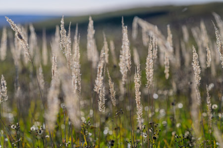 The Captivating Beauty of Serenity Found in Nature Golden Grasses Gracefully Blooming at Dusk