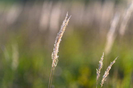 Golden Grasses Captured in Soft Focus During the Beautiful Sunset Glow Over Natureの写真素材