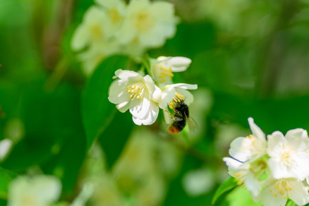 A Bee Engaged in Pollinating Beautiful Jasmine Flowers in a Vibrant and Lush Gardenの写真素材