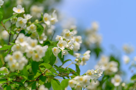 Vibrantly Blooming White Jasmine Flowers Underneath a Clear Blue Sky with Peaceful Vibesの写真素材
