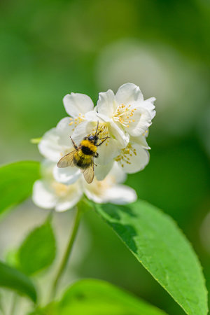 A Bee Busy Pollinating White Flowers Amidst a Lush Green and Beautiful Environmentの写真素材