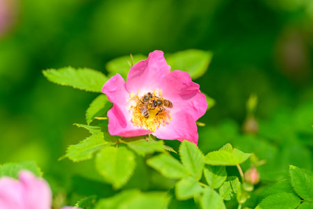 A Beautiful Pink Flower is Blooming Elegantly Amidst the Lush Green Foliage Surrounding Itの写真素材