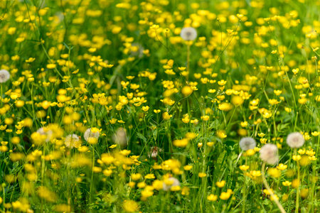 A vibrant and beautiful yellow wildflower meadow filled with blooming dandelions is captivatingの写真素材