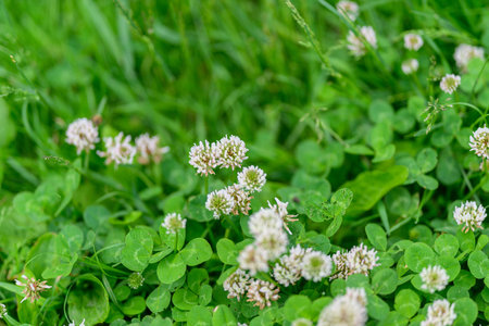 Delicate Clover Blossoms Adorn a Verdant, Lush Meadow Bathed in Soft Sunlight and Serenityの写真素材