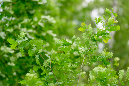 The Lush Green Oak Trees Beautiful Leaves in a Natural Setting Surrounded by Natureの写真素材