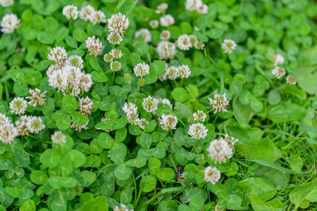 A lush, verdant clover field filled with beautiful white flowers blooming vibrantly all aroundの写真素材