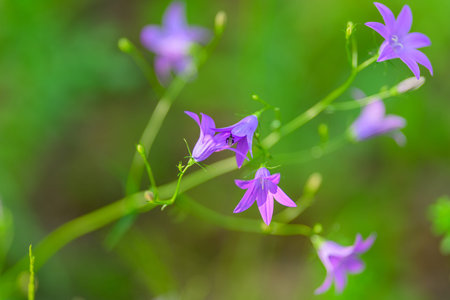 Beautifully Delicate Purple Wildflowers Thriving Naturally in their Vibrant Environmentの写真素材