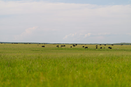 Cattle are grazing peacefully in a lush and vibrant green pasture under a perfectly clear blue skyの写真素材