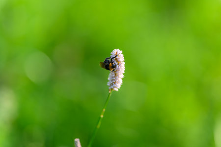 A vibrant bee sitting on a flower surrounded by a lush green background, showcasing natures beautyの写真素材