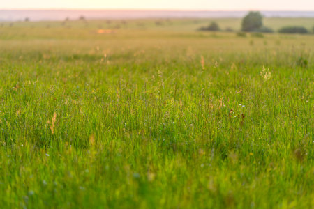 A Vibrant Green Field Embracing the Glow of Sunset in a Beautiful Countryside Setting