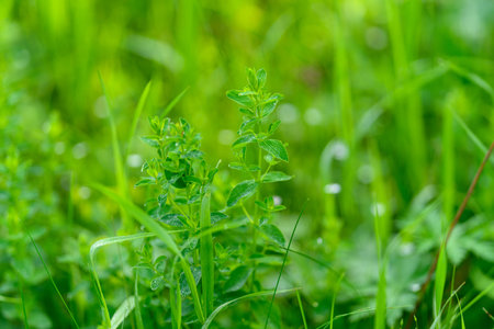 Lush and Vibrant Green Grass, Along with Herbs, Flourishing Beautifully in Natures Environment