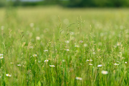 A Lush, Green Meadow Beautifully Filled with Colorful Wildflowers Under a Bright Blue Skyの写真素材