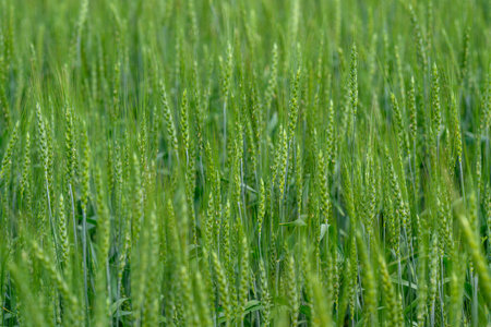 A Beautiful and Lush Green Wheat Field Spreading Beneath the Clear Blue Sky Aboveの写真素材