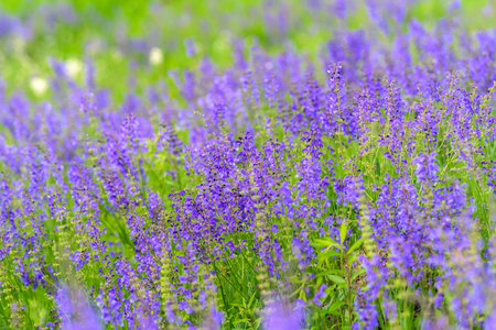 An Exquisite and Vibrant Field of Stunning Purple Flowers in Full Bloom and Beautyの写真素材