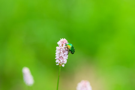 A Beautiful Green Insect located on a Pink Flower in the Wonders of Nature All Around Usの写真素材