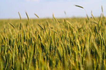 A Beautiful Golden Wheat Field Spreading Under a Clear Blue Sky Without Any Cloudsの写真素材