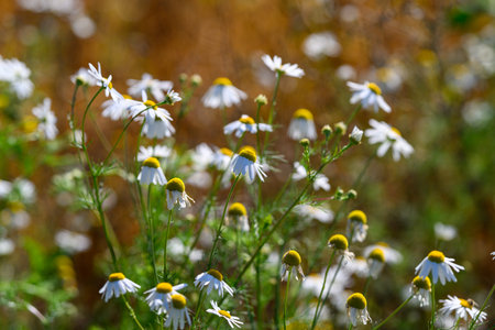 Camomile in sunlight, Closeup of blooming camomile, Dewcovered camomile flowers in bright field, Sunlit camomile blossom with delicate petals and dew drops visibleの写真素材