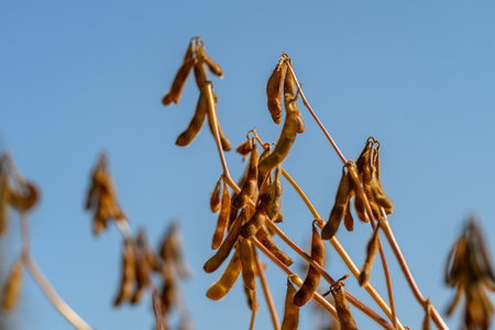 Closeup textured soybean pods against sky, seed surface and fine fuzz documented for seed quality inspection, crisp contrast and clinical clarity for technical useの写真素材