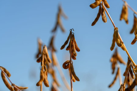 Closeframe soybean pod sample under natural light, research composition for agronomy study on pod...