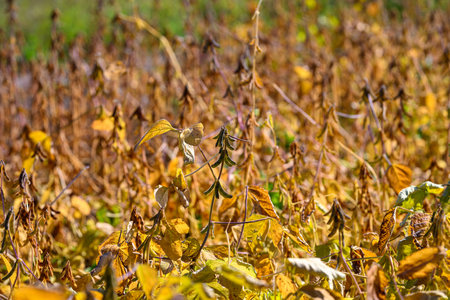 Bright harvest scene, Sunkissed soybean canopy ready for seasonal harvest, Radiant soybean plants...