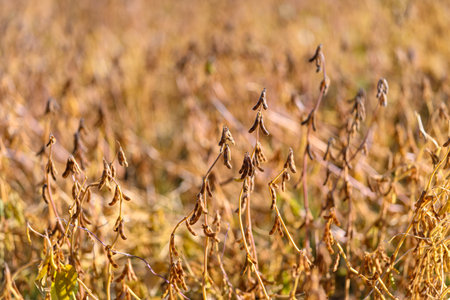 Detailed macro texture of soybean, focus on dry pods, fine hairs and curled stems with high contrast and tactile surfacesの写真素材