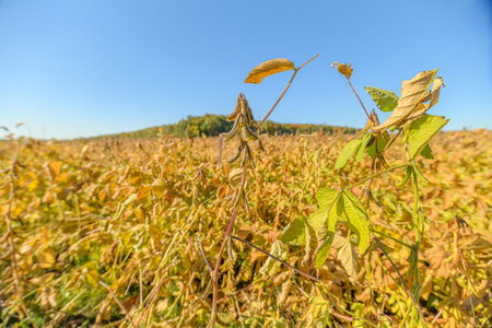 Soybean pod foreground with distant hill backdrop, single pod in sharp focus illustrates seed maturity and future yield, scene conveys food security and agrarian optimismの写真素材