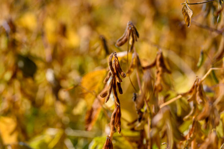 Distant treelines and sunlight depict harvest and farming themes, Perspective showcases expansive...