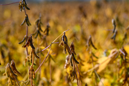 Closeup view of stressed soybean plants with drying pods and leaves, Visual depiction of soybean plants showing withered pods and browning foliage due to seasonal drynessの写真素材