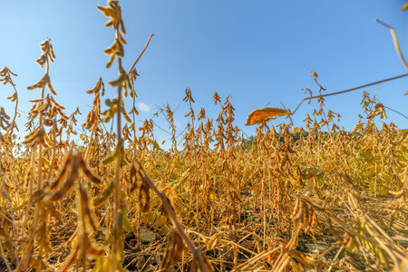 Soybean harvest visuals, Lateseason soybean crop showing golden pods and dried leaves, Agronomistfriendly view of mature soybean plants with golden pods under blue skyの写真素材