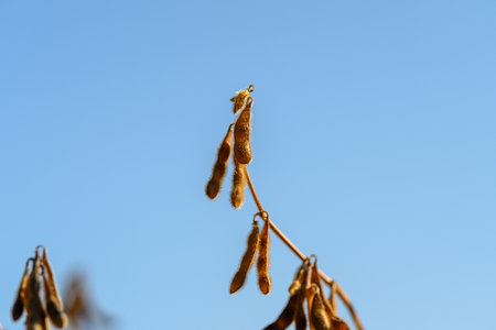 Sunlit mature soybean pods in field, agronomist scouting harvest readiness under clear blue sky, warm golden light highlighting textures and seed contours, shallow depth of fieldの写真素材