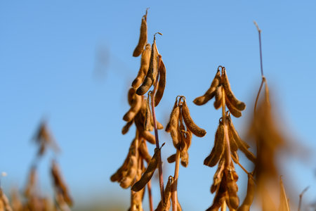 Soybean pod macro with sparkling droplets, early morning moisture highlights pod surface and tiny hairs, ideal for natural ingredient and freshness messagingの写真素材