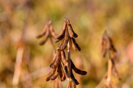 Macro view of soybean pod textures, crisp focus on seeds and tips with intricate hairs and veins, botanical study highlighting resilience and readiness for harvestの写真素材