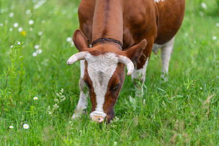 A Brown Cow Grazing Happily in a Beautiful Lush Green Field Surrounded by Natures Wonder