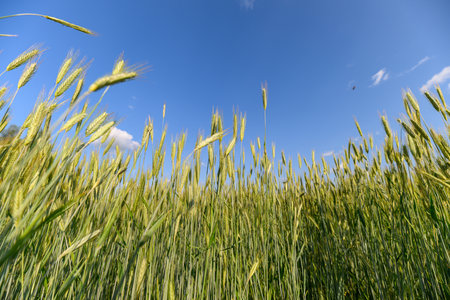 A stunning and beautiful golden wheat field stretches out magnificently under a clear blue skyの写真素材