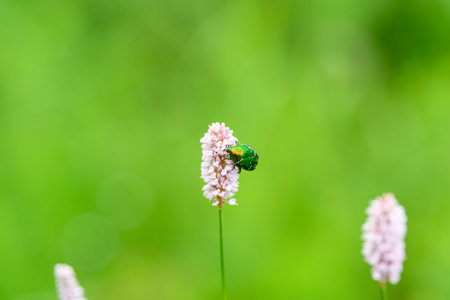 A Beautiful Vibrant Green Insect Resting on a Delicate Pink Flower in Natures Harmony