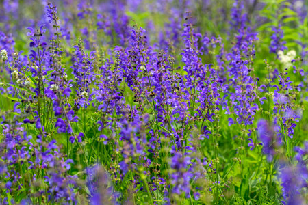 Stunningly Vibrant Purple Wildflowers are Blooming Beautifully in a Lush and Lively Green Fieldの写真素材