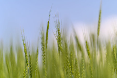 Refreshing Green Grass Under a Clear Blue Sky, Enhancing the Beauty of Nature and Landscape